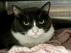 Shelter Stray Male Cat last seen , West Valley Animal Shelter, 20655 Plummer St, Chatsworth, CA 91311, USA