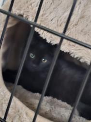 Lost Male Cat last seen Near E Maxwell Pl, Denver, CO 80249, Denver, CO 80249