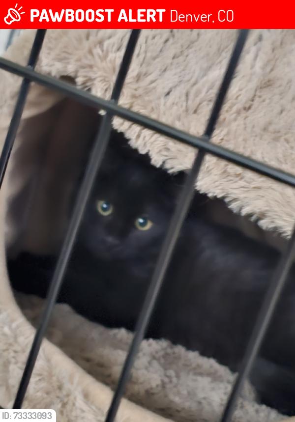 Lost Male Cat last seen Near E Maxwell Pl, Denver, CO 80249, Denver, CO 80249