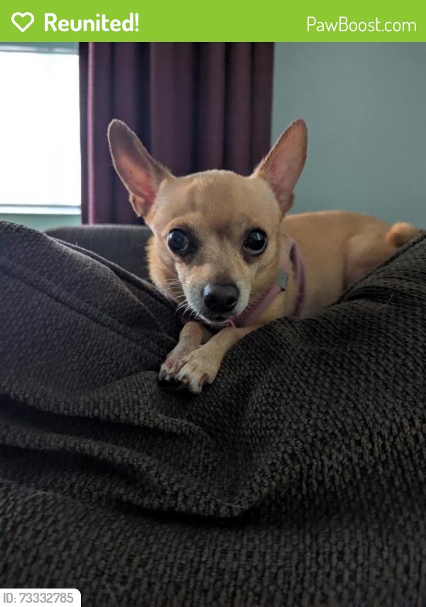 Reunited Female Dog last seen 40th st & 7th Ave N, St. Petersburg, FL 33713