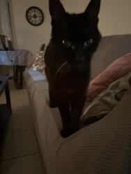 Lost Female Cat last seen Near Victory Blvd, Los Angeles, CA 91307