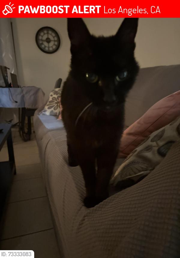 Lost Female Cat last seen Near Victory Blvd, Los Angeles, CA 91307
