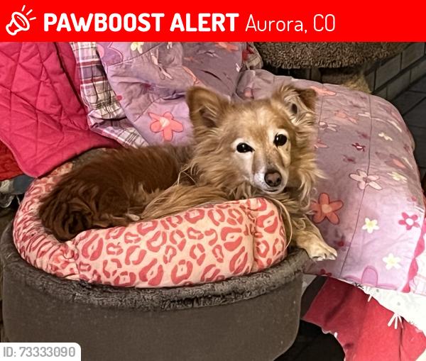 Lost Male Dog last seen Tower rd & Andes circle, Aurora, CO 80017
