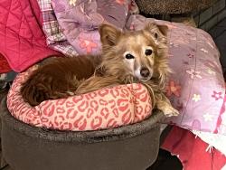 Lost Male Dog last seen Tower rd & Andes circle, Aurora, CO 80017