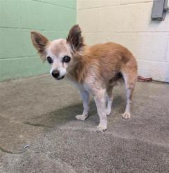 Shelter Stray Male Dog last seen W EL CAMINO AVE & NORBERT WAY, 2127 Front St, Sacramento, CA 95818, USA