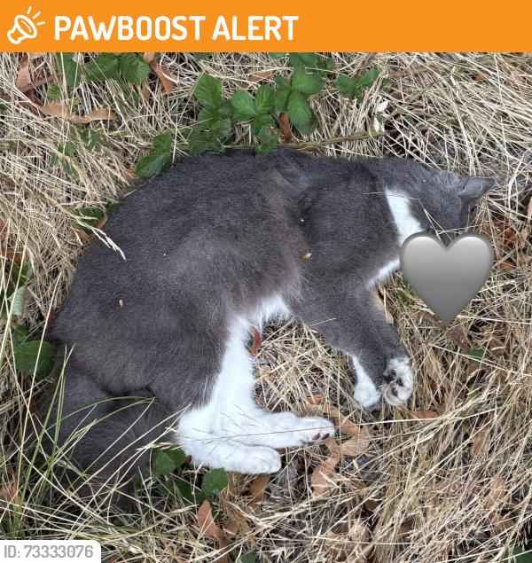 Found/Stray Unknown Cat last seen Westview High School and Rock Creek Elementary, Washington County, OR 97229