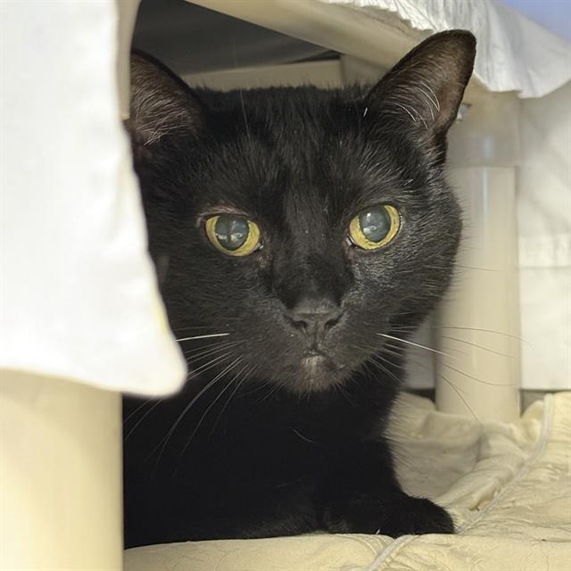 Shelter Stray Female Cat last seen Near BLOCK S ROYAL CREST CIR, LAS VEGAS NV 89169, 655 N Mojave Rd, Las Vegas, NV 89101, USA