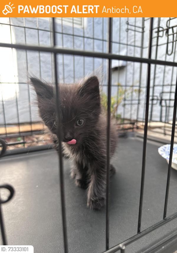 Found/Stray Male Cat last seen Knoll park Antioch, Antioch, CA 94531