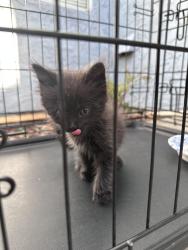 Found/Stray Male Cat last seen Knoll park Antioch, Antioch, CA 94531