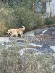 Found/Stray Unknown Dog last seen Montoya Place, Agua Fria, NM 87507