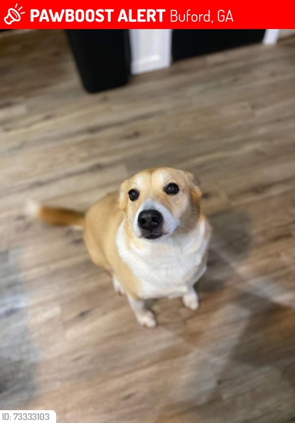 Lost Female Dog last seen JDA marine, Buford, GA 30518