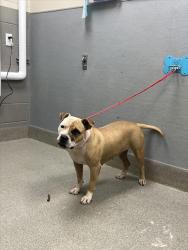 Shelter Stray Female Dog last seen Near BLOCK BROOKS, 655 N Mojave Rd, Las Vegas, NV 89101, USA