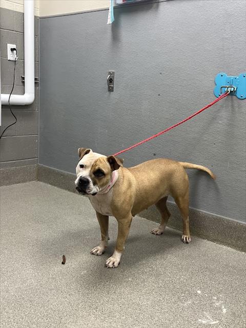Shelter Stray Female Dog last seen Near BLOCK BROOKS, 655 N Mojave Rd, Las Vegas, NV 89101, USA