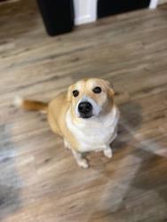 Lost Female Dog last seen JDA marine, Buford, GA 30518