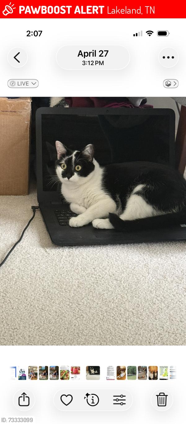 Lost Female Cat last seen Herons pond ln, Lakeland, TN 38002