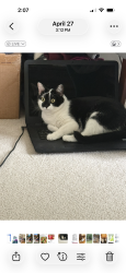 Lost Female Cat last seen Herons pond ln, Lakeland, TN 38002