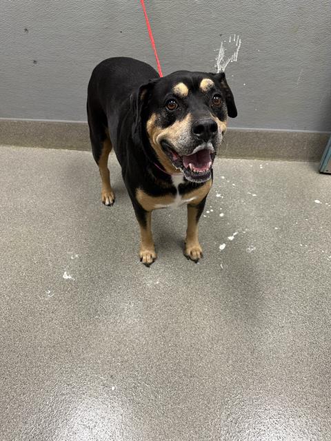 Shelter Stray Female Dog last seen Near BLOCK OF E. OQUENDO RD, 655 N Mojave Rd, Las Vegas, NV 89101, USA