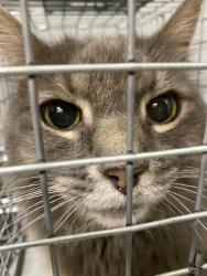 Shelter Stray Unknown Cat last seen Near BLOCK ATLAS PEAK AVE, LAS VEGAS NV 89183, 655 N Mojave Rd, Las Vegas, NV 89101, USA