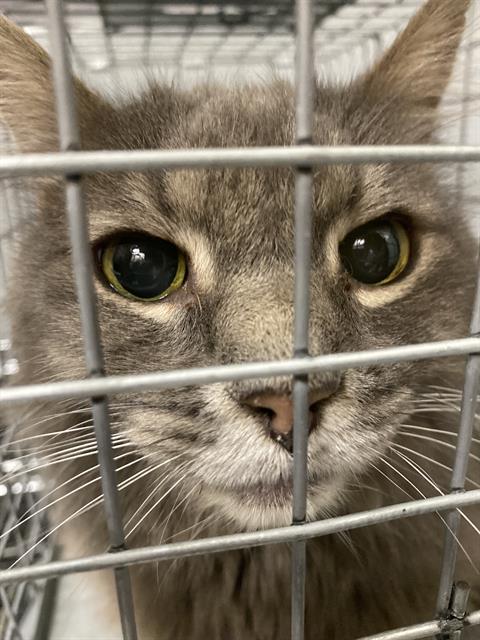 Shelter Stray Unknown Cat last seen Near BLOCK ATLAS PEAK AVE, LAS VEGAS NV 89183, 655 N Mojave Rd, Las Vegas, NV 89101, USA