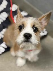 Shelter Stray Male Dog last seen SKY POINTE DR & W AZURE DR, 655 N Mojave Rd, Las Vegas, NV 89101, USA