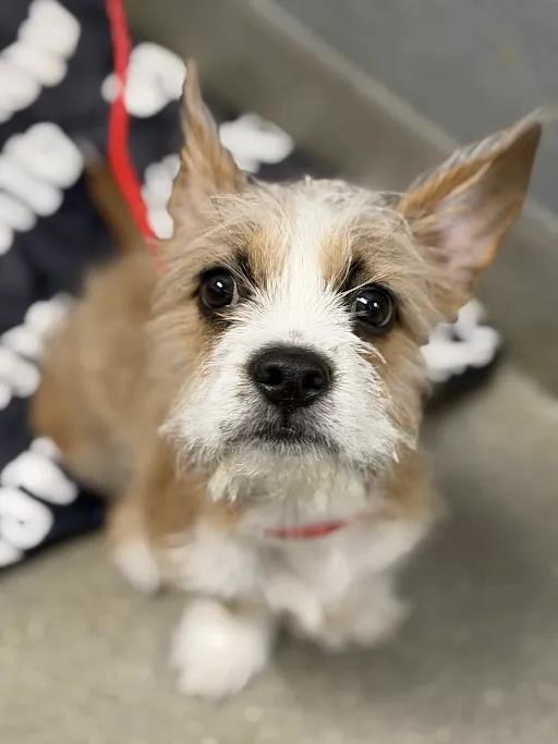 Shelter Stray Male Dog last seen SKY POINTE DR & W AZURE DR, 655 N Mojave Rd, Las Vegas, NV 89101, USA