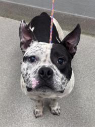 Shelter Stray Male Dog last seen CIVIC CENTER DR & E CHEYENNE AVE, 655 N Mojave Rd, Las Vegas, NV 89101, USA