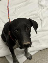 Shelter Stray Female Dog last seen SCOTT ROBINSON BLVD & W ALEXANDER RD, 655 N Mojave Rd, Las Vegas, NV 89101, USA