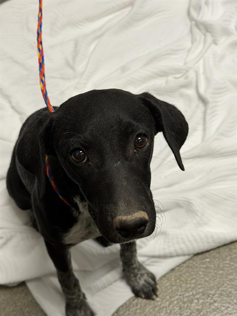 Shelter Stray Female Dog last seen SCOTT ROBINSON BLVD & W ALEXANDER RD, 655 N Mojave Rd, Las Vegas, NV 89101, USA