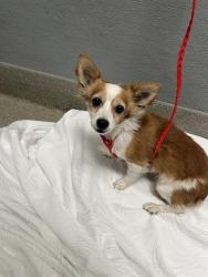 Shelter Stray Male Dog last seen SCOTT ROBINSON BLVD & W ALEXANDER RD, 655 N Mojave Rd, Las Vegas, NV 89101, USA