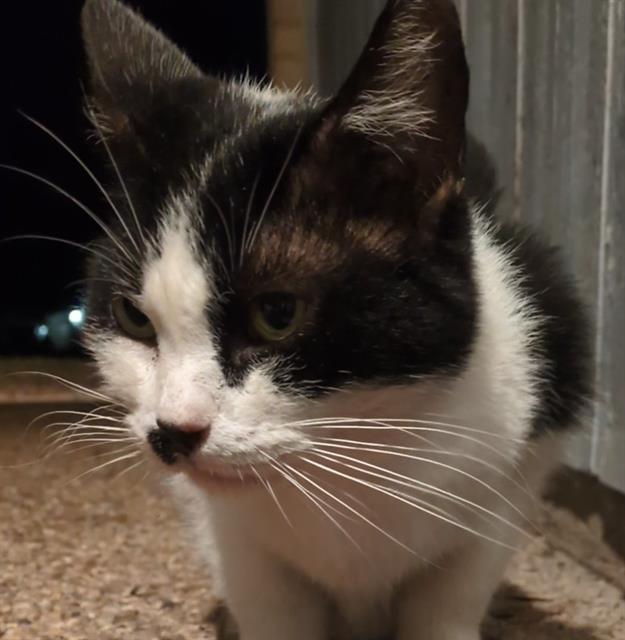 Shelter Stray Female Cat last seen BURNING RIDGE ST AND BURNING TRAIL ST, 4710 TX-151, San Antonio, TX 78227, USA