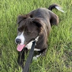 Lost Male Dog last seen Near eleven, Houston, TX 77433
