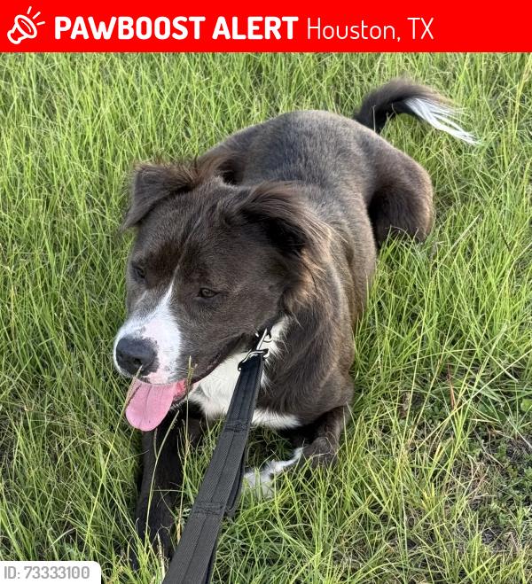 Lost Male Dog last seen Near eleven, Houston, TX 77433