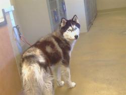 Shelter Stray Female Dog last seen M ST/6TH ST, 95673, 3839 Bradshaw Rd, Sacramento, CA 95827, USA