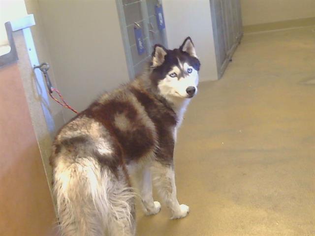 Shelter Stray Female Dog last seen M ST/6TH ST, 95673, 3839 Bradshaw Rd, Sacramento, CA 95827, USA