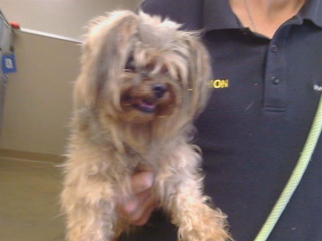 Shelter Stray Female Dog last seen SUNSET BLVD, 3839 Bradshaw Rd, Sacramento, CA 95827, USA