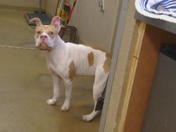Shelter Stray Female Dog last seen HEATHER HILL WY/LARRY WY, 95660, 3839 Bradshaw Rd, Sacramento, CA 95827, USA