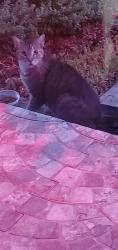 Found/Stray Unknown Cat last seen 98th Ave SW 49th ST, Westwood Lakes, FL 33165