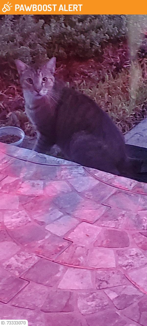 Found/Stray Unknown Cat last seen 98th Ave SW 49th ST, Westwood Lakes, FL 33165
