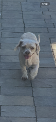Reunited Male Dog last seen Dowe, Union City, CA 94587