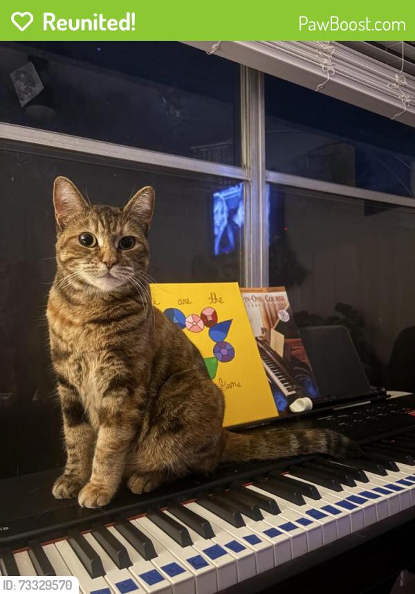 Reunited Female Cat last seen Crownspoint and Nightjar, Austin, TX 78748