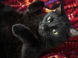 Lost Male Cat last seen 51st & 88th, Marysville, WA 98270