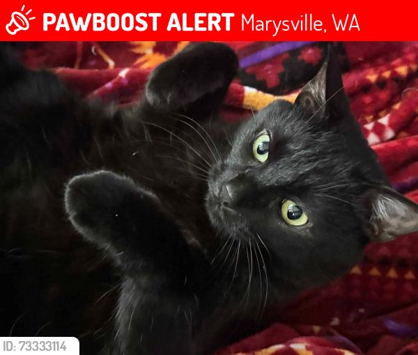 Lost Male Cat last seen 51st & 88th, Marysville, WA 98270