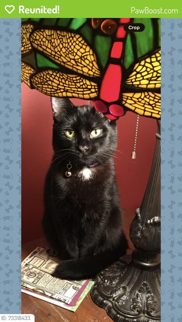 Reunited Female Cat last seen 25th and Valencia St, San Francisco, CA 94110