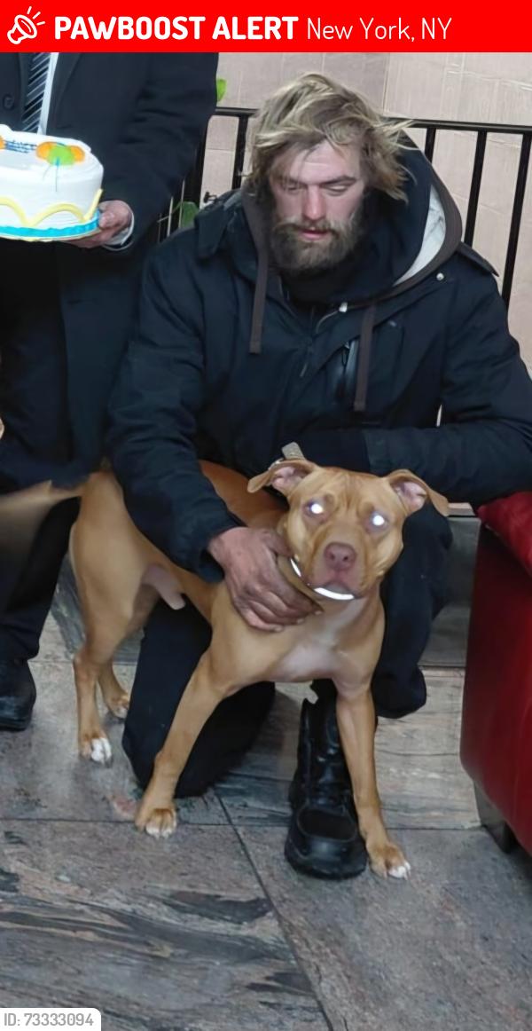 Lost Male Dog last seen Dog park on 165, New York, NY 10019