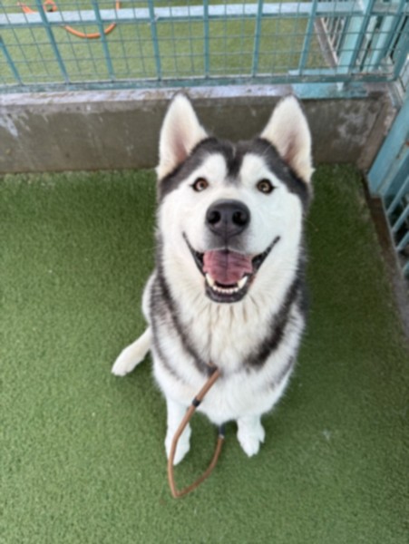 Shelter Stray Male Dog last seen , 11361 W Pico Blvd, Los Angeles, CA 90064, USA
