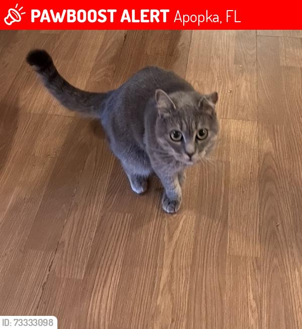 Lost Female Cat last seen Ocoee apopka rd, Apopka, FL 32703