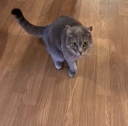 Lost Female Cat last seen Ocoee apopka rd, Apopka, FL 32703