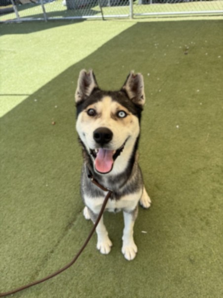 Shelter Stray Male Dog last seen , 11361 W Pico Blvd, Los Angeles, CA 90064, USA