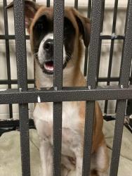 Shelter Stray Female Dog last seen PLAZA ROCK CT, 10521 Baur Blvd, Olivette, MO 63132, USA