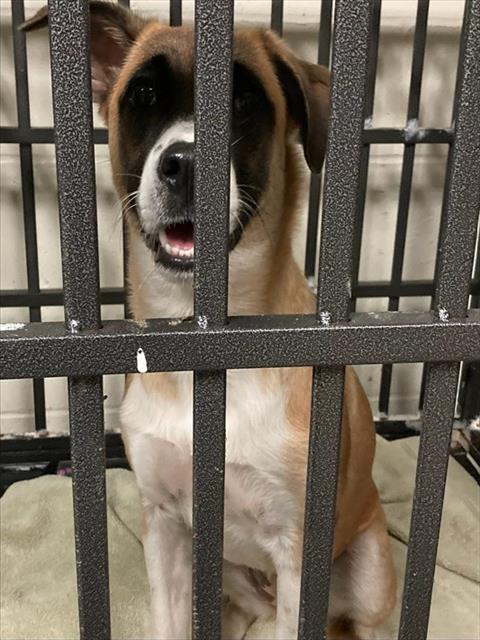 Shelter Stray Female Dog last seen PLAZA ROCK CT, 10521 Baur Blvd, Olivette, MO 63132, USA